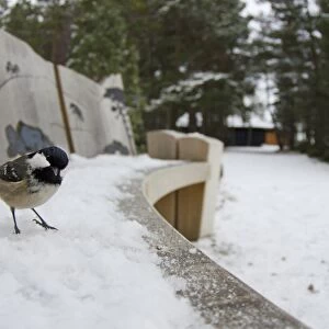 Coal Tit (Periparus ater) adult, standing on snow covered bench beside path in coniferous forest habitat, Loch Garten