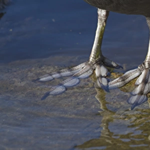 Common Coot (Fulica atra) adult, close-up of lobed feet, Norfolk, England, february
