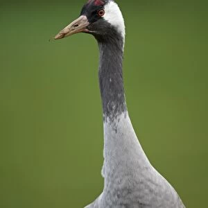 Common Crane (Grus grus) adult, close-up of head and neck, Norfolk, England, January