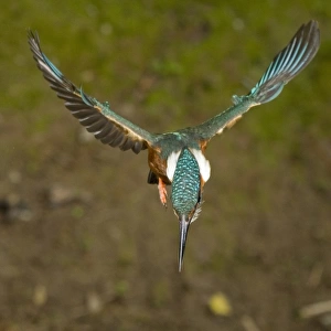 Common Kingfisher (Alcedo atthis) adult male, in flight, hovering, Suffolk, England, may
