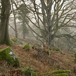 Common Oak (Quercus robur) and Common Beech (Fagus sylvatica) ancient woodland habitat in mist, 16th century deer park