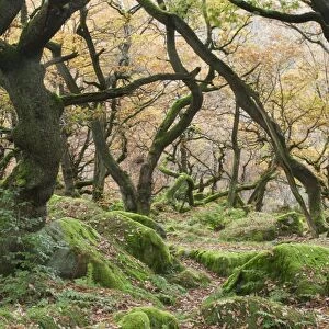 Common Oak (Quercus robur) growing in rocky woodland habitat, Padley Gorge, Dark Peak, Peak District N. P