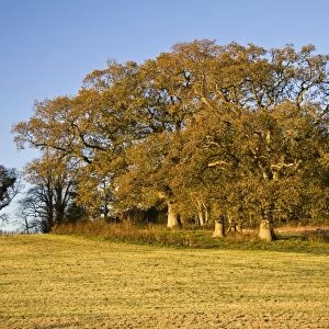 Common Oak (Quercus robur) habit, mature trees growing at field edge, Dorset, England, december