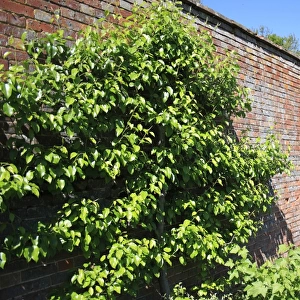 Common Pear (Pyrus communis) espalier, growing against brick wall of walled garden, Thornham Estate, Thornham Magna