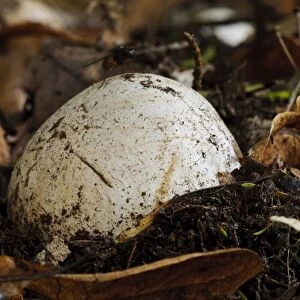 Common Stinkhorn (Phallus impudicus) immature fruiting body egg, pushing through leaf mould, Clumber Park