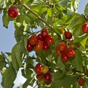 Cornelian Cherry (Cornus mas) close-up of ripe fruit, Pontic Mountains, Anatolia, Turkey, July