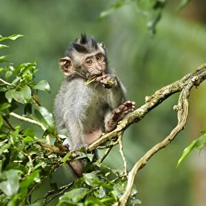 Crab-eating Macaque (Macaca fascicularis) young, feeding, sitting on branch in tree, Sacred Monkey Forest Sanctuary