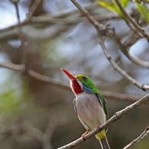 Cuban Tody (Todus multicolor) adult, perched on twig, La Belen, Camaguey Province, Cuba, March