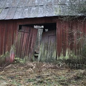 Derelict red barn, corrugated tin roof, Sweden