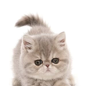 Cats (Domestic) Collection: Exotic Shorthair