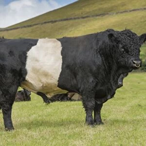 Domestic Cattle, Belted Galloway, bull and cows, standing in pasture, Edale, Peak District N. P