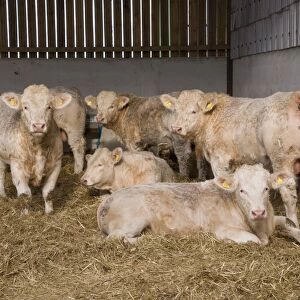 Domestic Cattle, Charolais young bulls, herd in straw yard, Malton, North Yorkshire, England, November