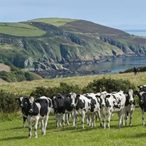 Domestic Cattle, Holstein Friesian type dairy cows, herd standing in coastal pasture, Port Soderick, Isle of Man