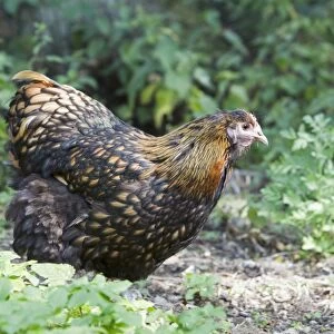 Domestic Chicken, Gold-laced Orpington, freerange hen, standing, Essex, England, august