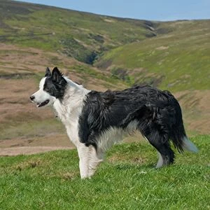 Domestic Dog, Border Collie sheepdog, adult, standing in pasture, Chipping, Lancashire, England, april