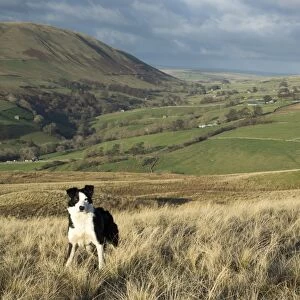 Domestic Dog, Border Collie, working sheepdog, adult, standing on moorland, waiting instruction from shepherd, Cumbria