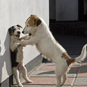 Domestic Dog, Jack Russell Terrier, adult female and puppy, playfighting against wall, Devon, England, April