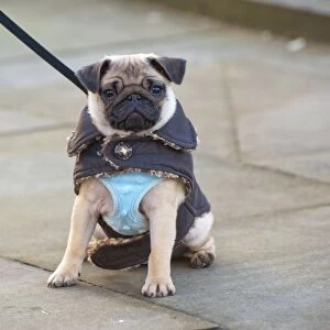 Domestic Dog, Pug, eight-months old female, on lead and wearing vest and jacket, sitting on pavement, Lytham St