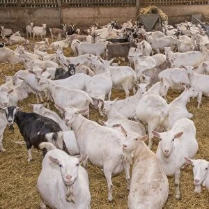 Domestic Goat, Saanen, Toggenburg and British Alpine nanny goats, dairy herd in straw yard, Lancashire, England