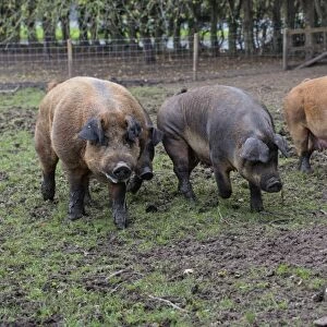 Domestic Pig, Duroc, boar and sows, walking in outdoor pen, Chester, Cheshire, England, October