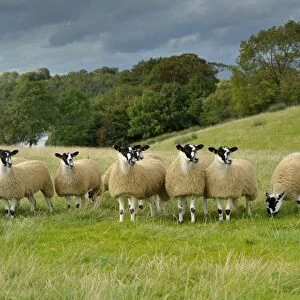 Domestic Sheep, crossbred mule ewe lambs, flock standing in pasture, ready for sale, England, September
