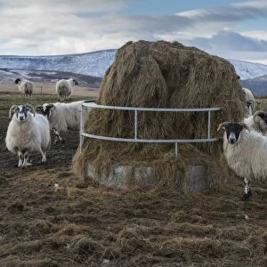 Domestic Sheep, Scottish Blackface, flock, feeding on big bale silage from ring feeder, near Cow Ark, Whitewell