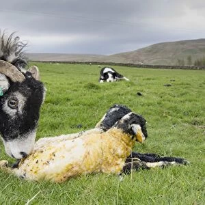 Domestic Sheep, Swaledale ewe, licking newborn twin lambs in pasture, with Domestic Dog, Border Collie