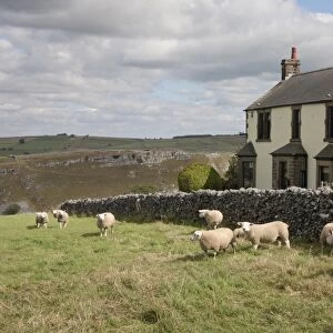 Domestic Sheep, Texel rams, flock standing in pasture beside drystone wall and cottage, Cressbrook Dale