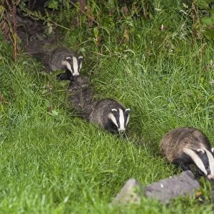 Eurasian Badger (Meles meles) three adults, walking on worn trail at night, Cumbria, England, August