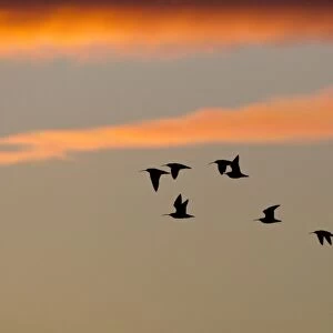 Eurasian Curlew (Numenius arquata) flock, in flight, silhouetted at sunrise, Caerlaverock, Dumfries, Scotland, november