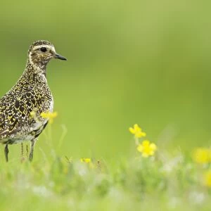 Eurasian Golden Plover (Pluvialis apricaria) adult, breeding plumage, standing on meadow, Iceland, June