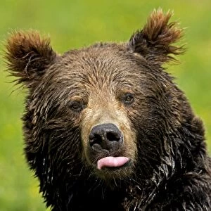 European Brown Bear (Ursus arctos arctos) adult, sticking tongue out, close-up of head, captive