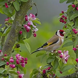 European Goldfinch (Carduelis carduelis) adult male, perched in Crabapple (Malus sp. ) tree with blossom, Shropshire, England, april