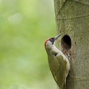 European Green Woodpecker (Picus viridis) adult female, at nesthole entrance in tree trunk, Cannock Chase