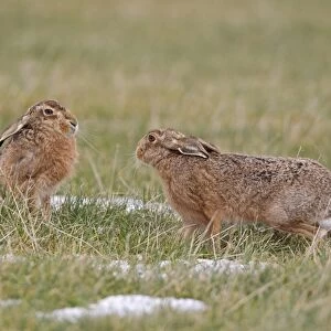 European Hare (Lepus europaeus) adult pair, male moving in on female during mating season, Suffolk, England, february