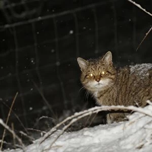European Wild Cat (Felis silvestris grampia) Scottish race, adult, standing in snow during snowfall at night
