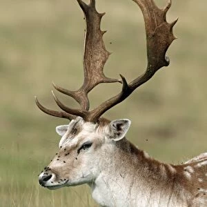Fallow Deer (Dama dama) mature buck, close-up of head and antlers, with flies on face, Kent, England, september