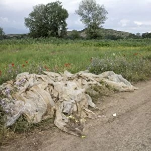 Farm rubbish, plastic cover crop waste, left at field edge