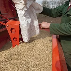 Farmer loading seed drill with Spring Barley seed, Cumbria, England, April