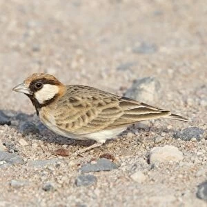 Fischers Sparrow-lark (Eremopterix leucopareia) adult male, standing on ground in desert, Kenya, October