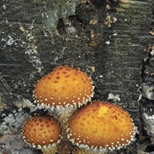 Flaming Scalycap (Pholiota flammans) fruiting bodies, growing on tree trunk in woodland, Leicestershire, England
