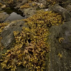 Flat Wrack (Fucus spiralis) exposed on rocks in rockpool habitat at low tide, Prawle Point, South Devon, England