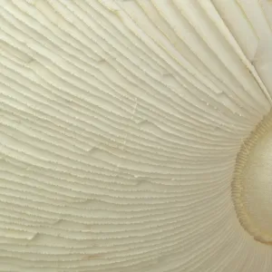 Fly Agaric (Amanita muscaria) fruiting body, close-up of gills on underside, Carvers Rocks, Derbyshire, England