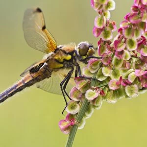 Four-spotted Chaser (Libellula quadrimaculata) adult, resting on flowerhead, Leicestershire, England, june