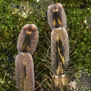 Fringed Ornamental Tarantula (Poecilotheria ornata) subadult, close-up of legs, showing gynandromorphic phenotype, left side is male and right side is female (captive)
