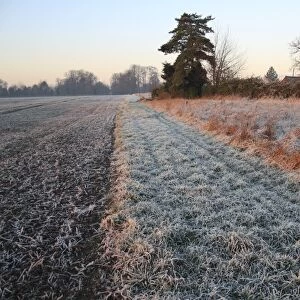 Frost covered headland strip between permanent set-a-side and cultivated arable field at sunrise, Bacton, Suffolk