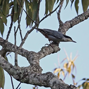 Giant Nuthatch (Sitta magna magna) adult, perched on branch, Doi Lang, Doi Pha Hom Pok N. P