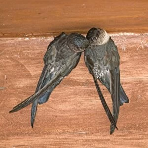 Swifts Collection: Philippine Swiftlet