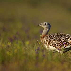 Bustards Collection: Related Images