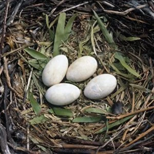 Great Cormorant (Phalacrocorax carbo) Nest with four eggs